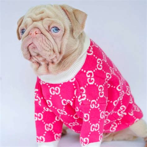 gucci french bulldog sweater|gucci inspired dog clothes.